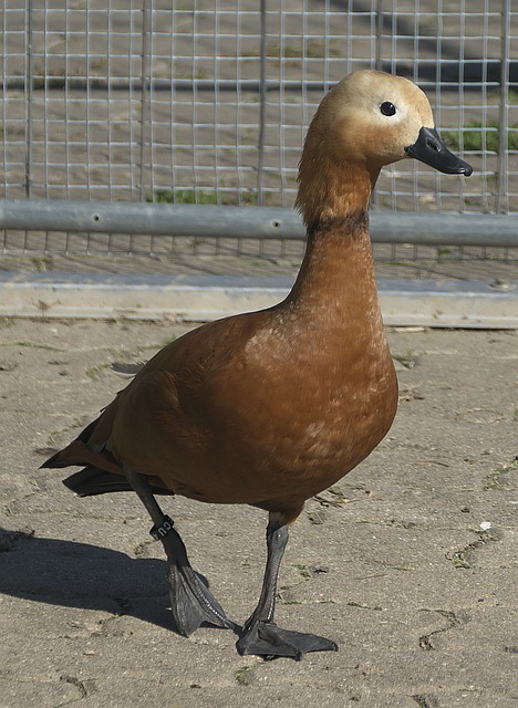 也许是一个