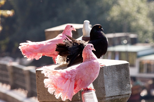 的上升奠定 的上升奠定