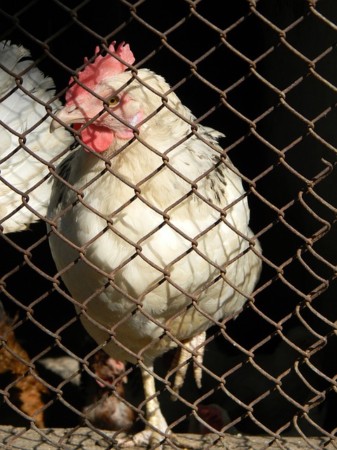 往往是雙刃 往往是雙刃